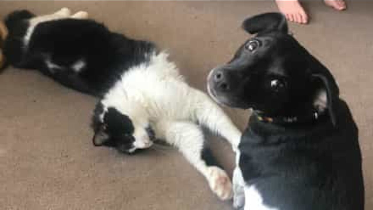 Ce chien ne peut s'empêcher de laver les oreilles du chat