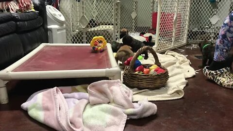 LonelyCreek cinnamon litter 4.5 wk old 11-21-22