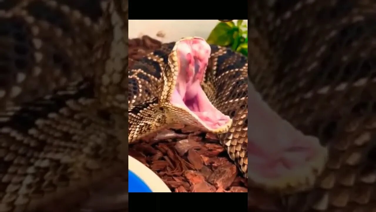 هل رأيت ثعبان يتثائب ؟