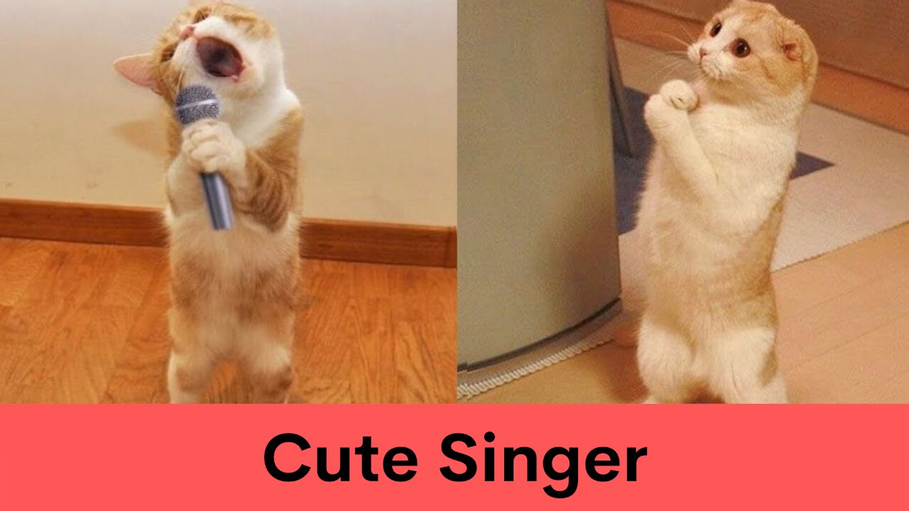 When Cat owner found out her cat can sing!! Rare Funny Moments captured
