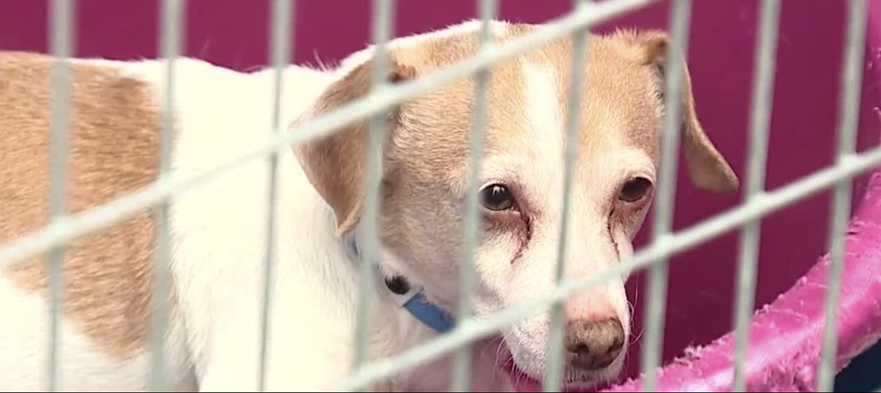 Pet adoptions extended through Sunday