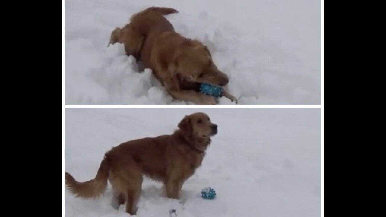 Play dog ​​with snowball.