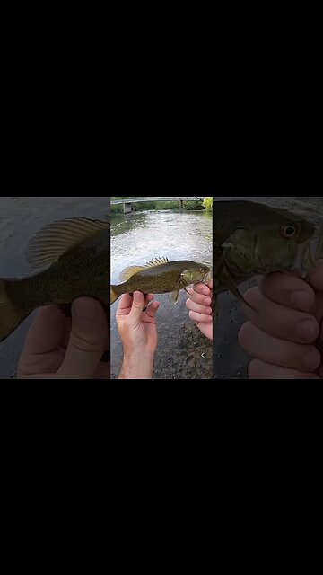 Fining slack water in creek for a smallmouth and rock bass bite!