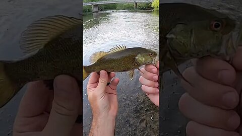 Fining slack water in creek for a smallmouth and rock bass bite!