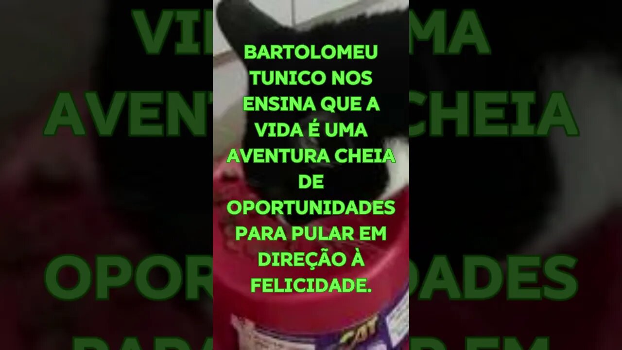 Gato Bartolomeu Tunico - Encontre Alegria em Cada Salto!