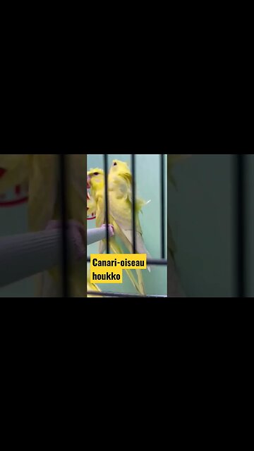Canari-oiseau houkko