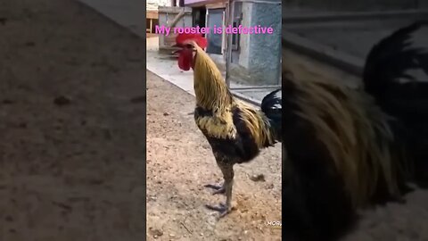 I Broke my Rooster
