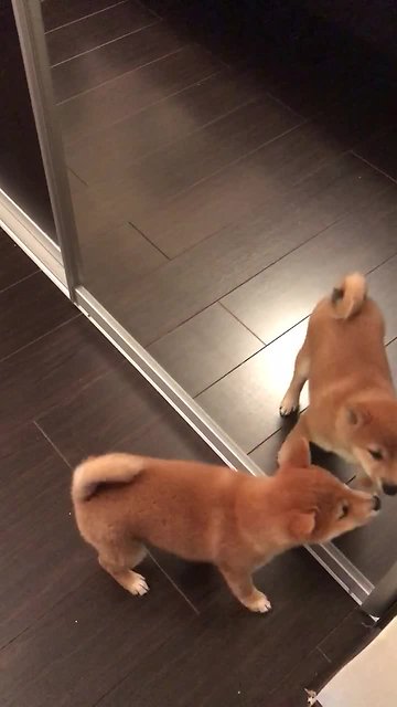Shiba Inu puppy furiously tries to play with reflection