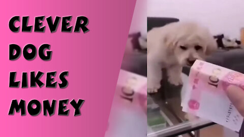 Clever Dog Likes Money | Smart Dog Does not like Anything but the Money