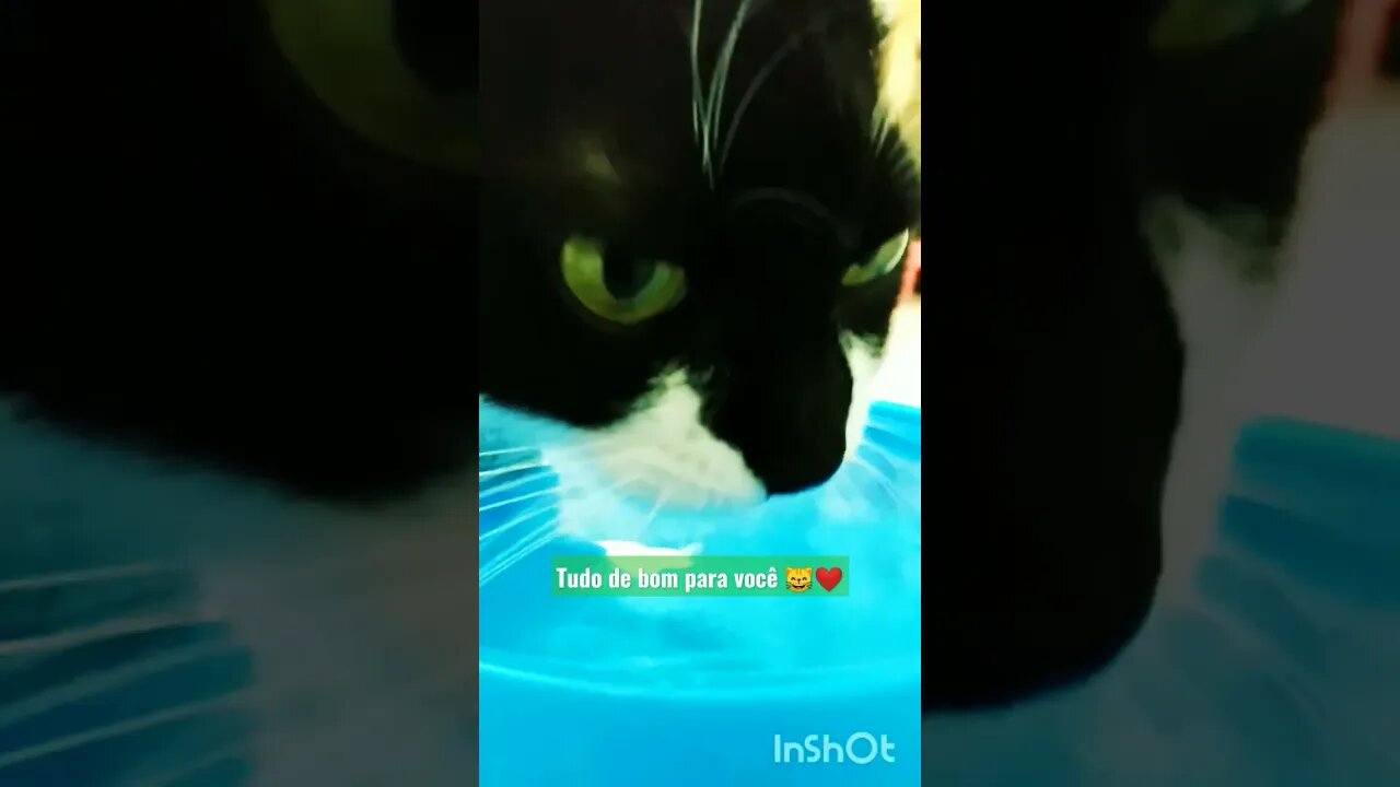 Bebendo água e escutando a música do Daniel. Gato Bartolomeu Tunico 😋😸