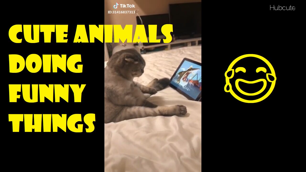 Cute Animals Doing Funny Things | TikTok Funny & Cute Pets 💙💙💙