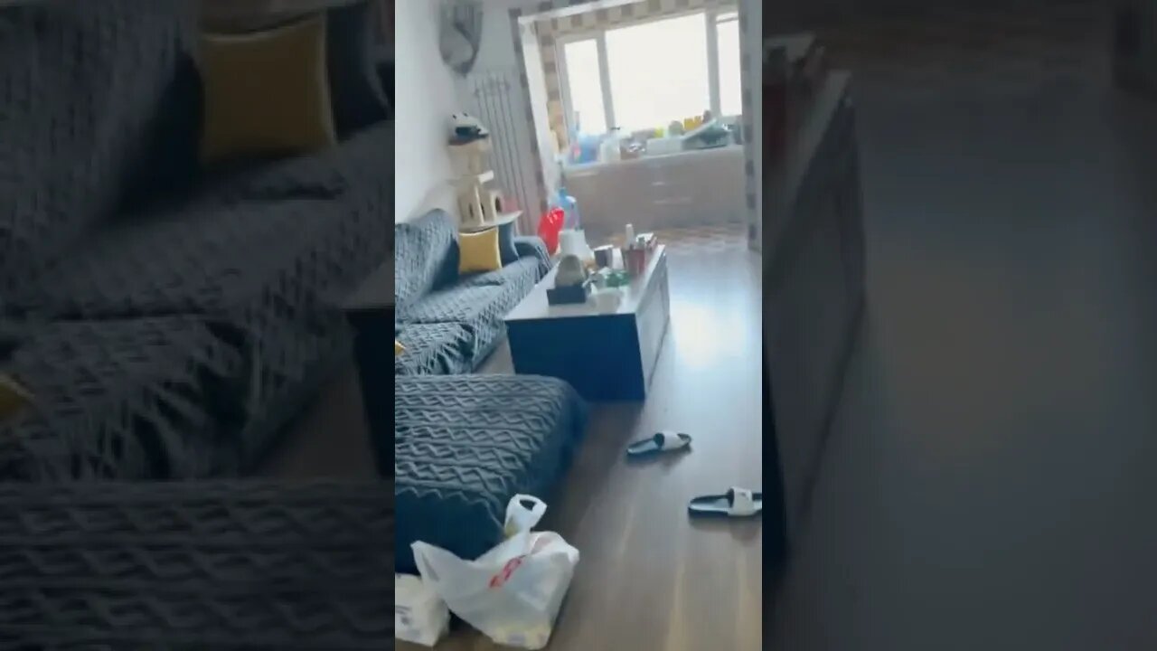 наши милые котики (5)