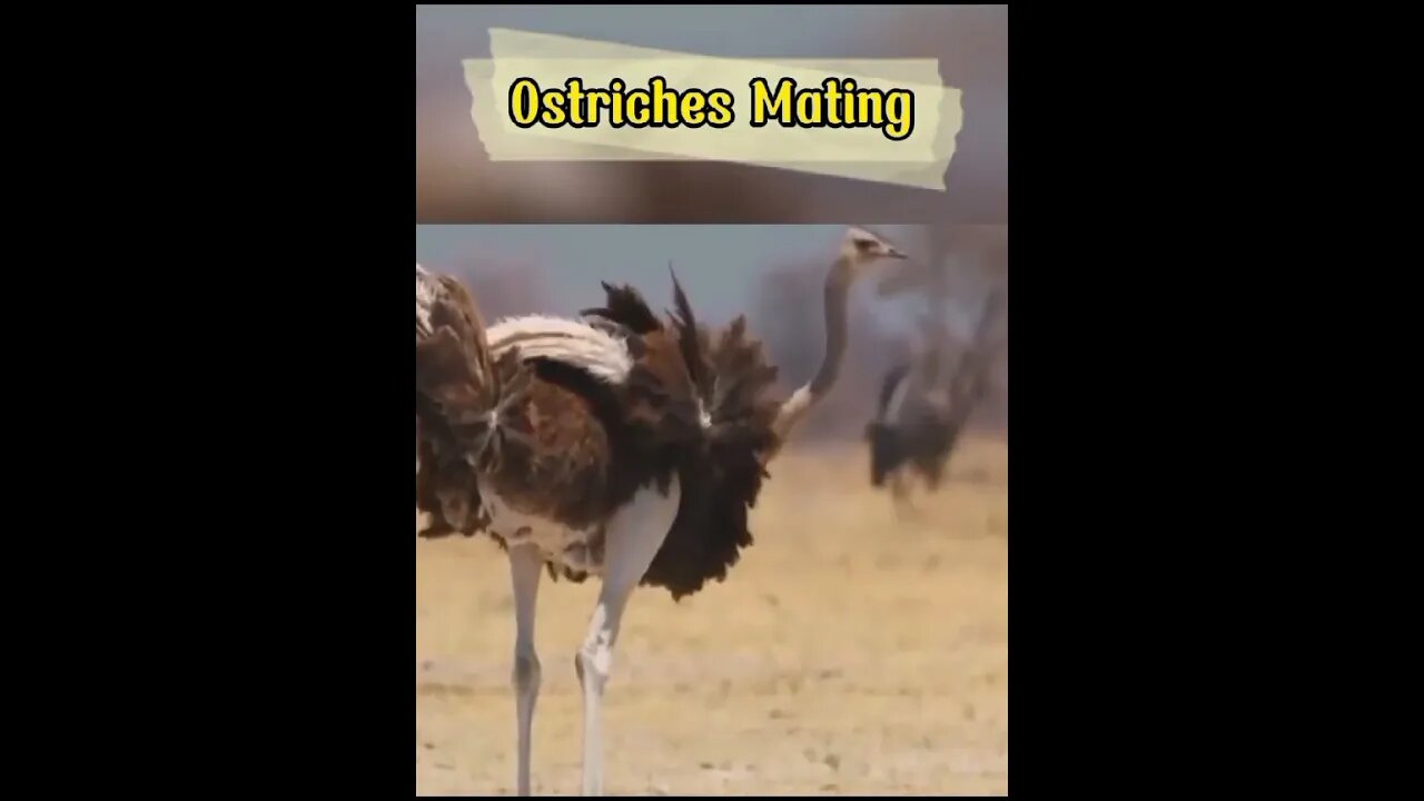 Ostrich Mating #shorts