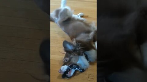 Adorable dog playing with her toy