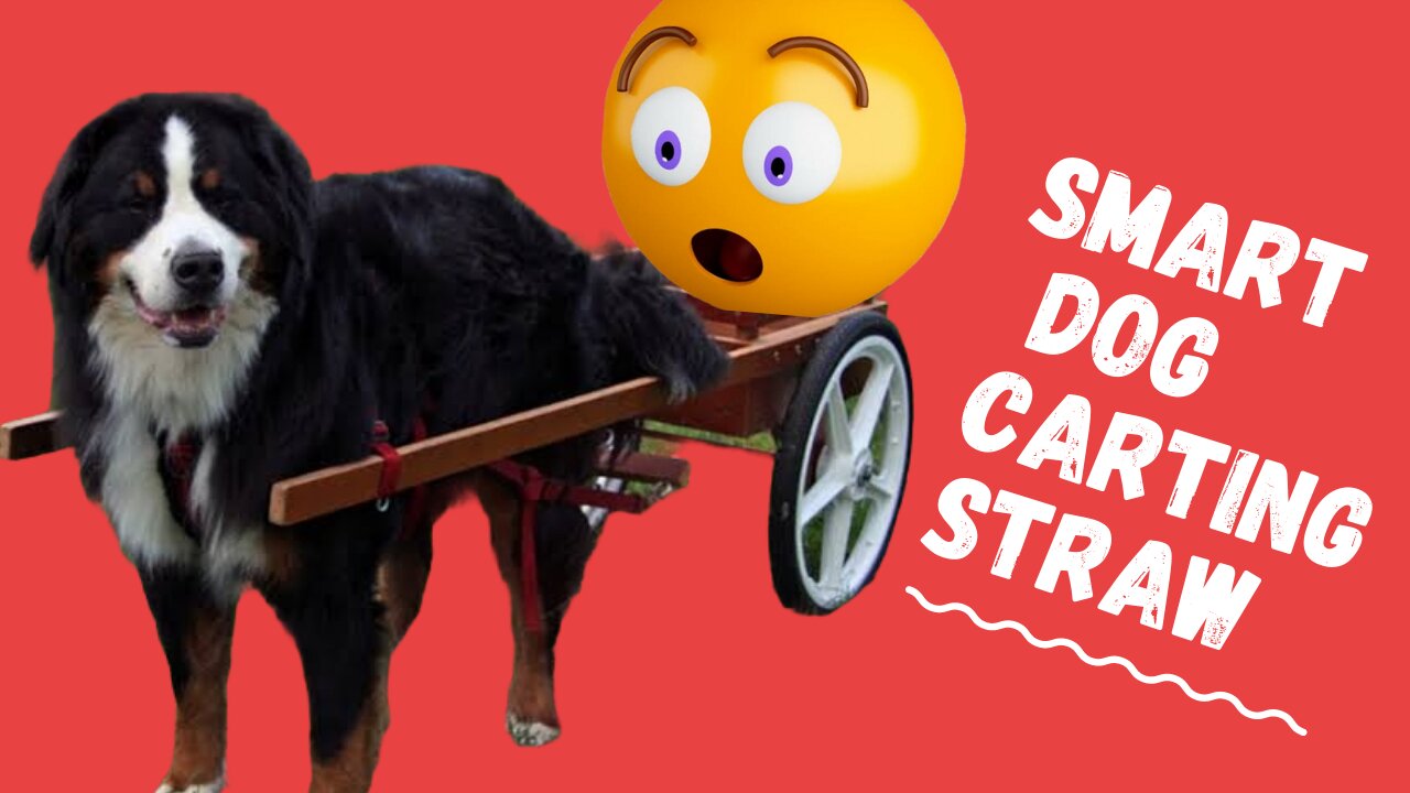 Smart Dog carting Straw