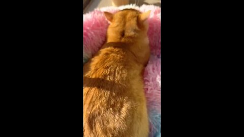 cat makeup