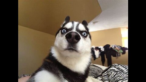 Funny animal video