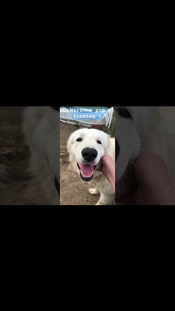 It’s very easy to be happy when you’ve had a good life #maremma