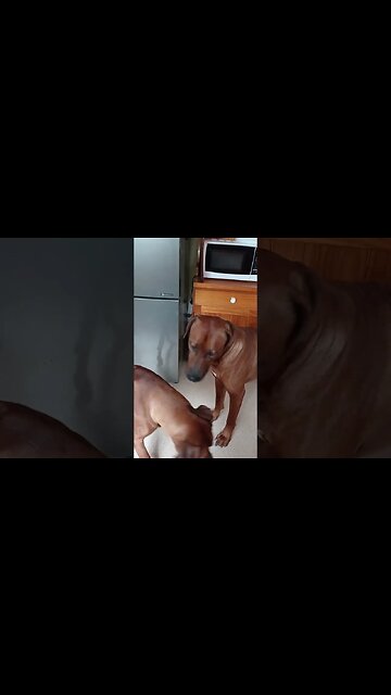 Ever Patient #RhodesianRidgeback Mr Brown, Loves His Exhausting Young Tommy Girl