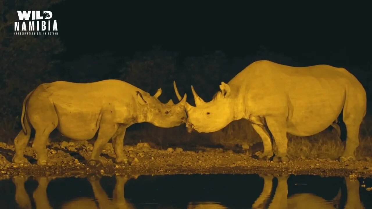 Trailer E08 - WHITE AND BLACK RHINO SIGTHINGS AT ONGAVA