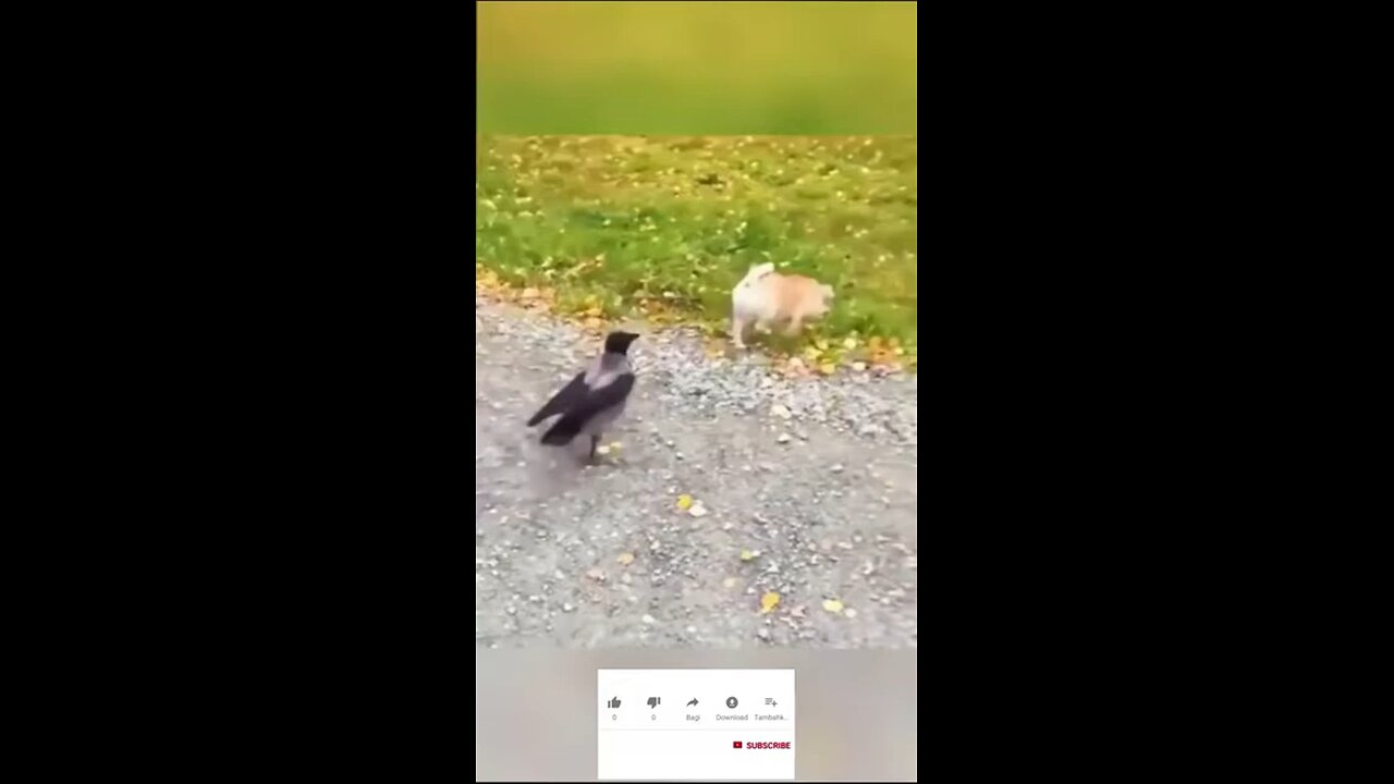 Funny Animal Short Videos - Pets Shorts - Funny Videos #Shorts