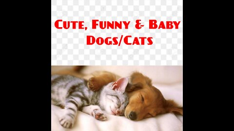 Cute, Funny & Baby Dogs