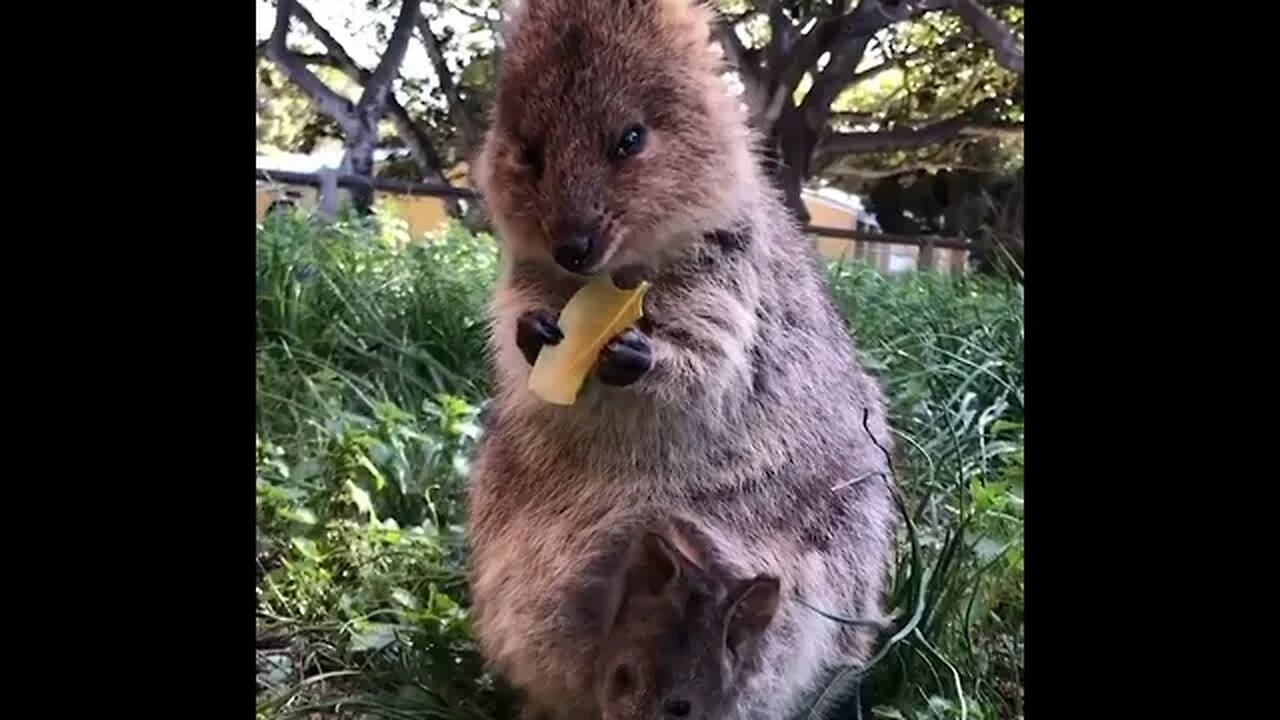 cute funny quokka- 66