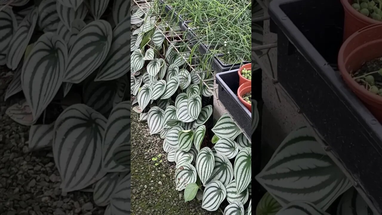 Come shopping with us - full video on my channel :) #watermelonpeperomia