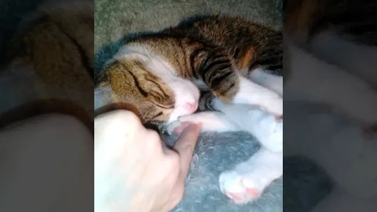 Cat Toe Bean Tickles
