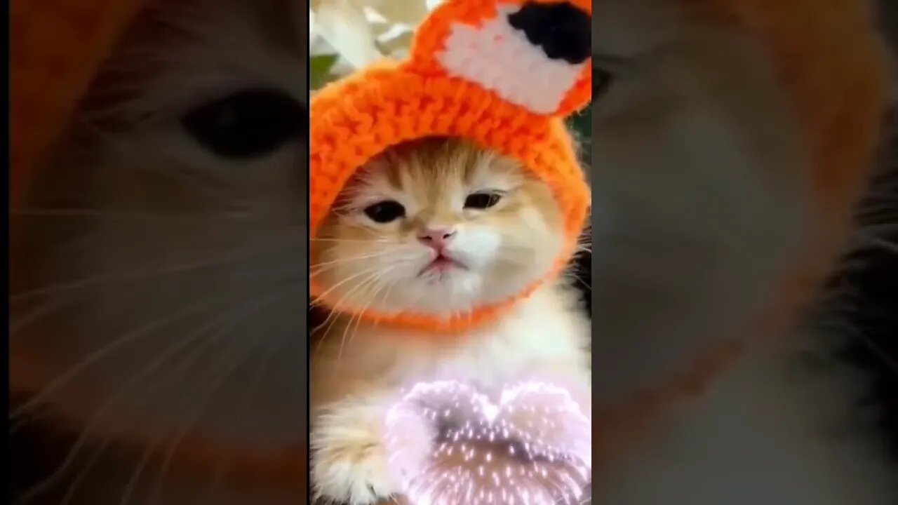 kitten funny videos cats #short #kittensmeowing #catcutevideo #catsofinstagram #catstagram