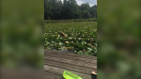 Funny Dog Swims Through A Pond Covered In Lily Pad