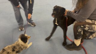 Queen Sophia Kay of the South AKC playing with Remy before class begins day 5