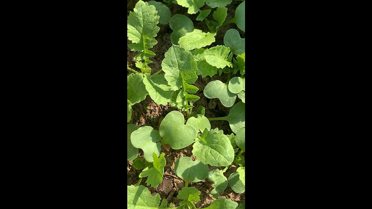 Baby Daikon Radish Greens