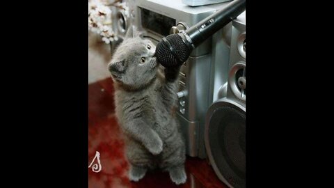 Dose your cat sing too ???? 😻😹