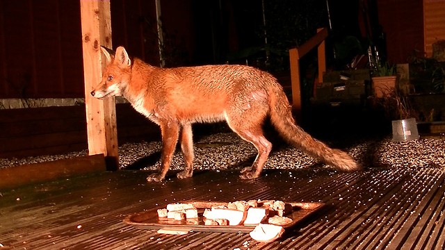 Fox Family 12th March 2018