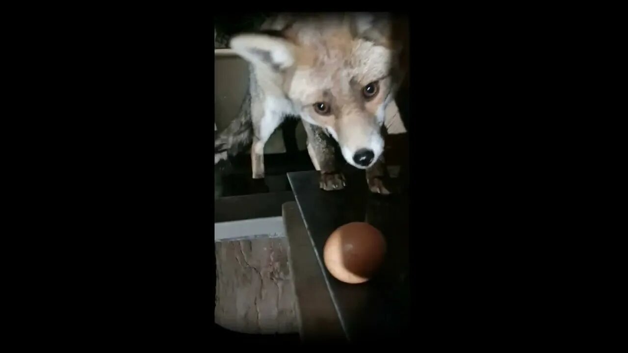 🦊The FULL original Ajax, my wife and the egg video - last year when she was PREGNANT with 4 cubs !