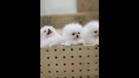 Funny Puppies And Cute Puppy Video , puppy love