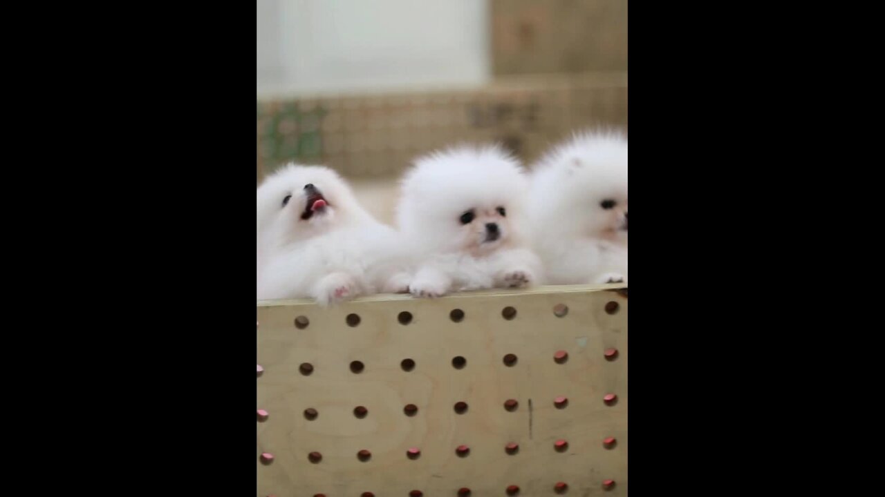 Funny Puppies And Cute Puppy Video , puppy love