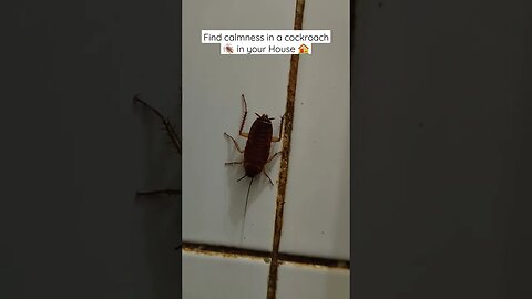 find calmness in a cockroach 🪳 in your House 🏠 #cockroach #cockroaches