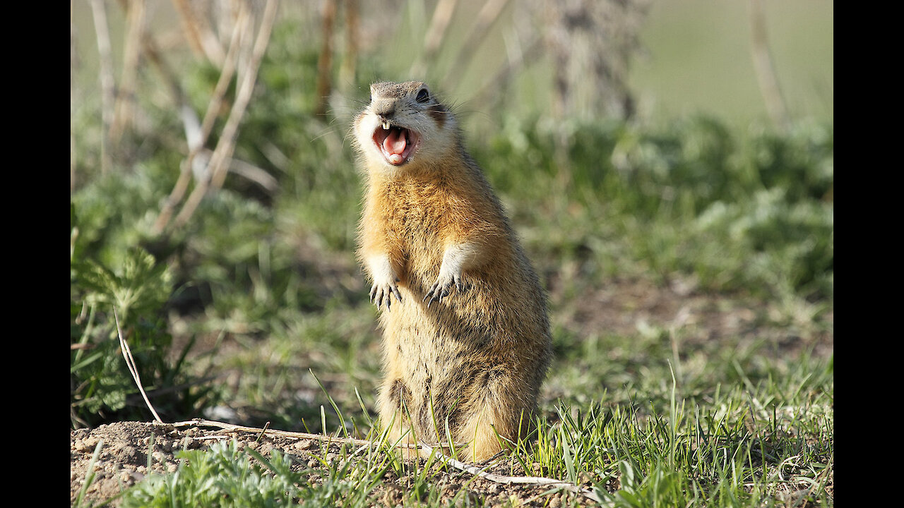 gopher surprise