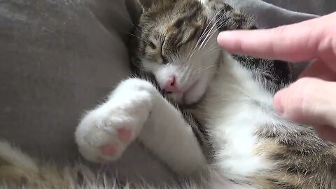 While I Was Sleeping, Mom Put My Paw Behind My Ear