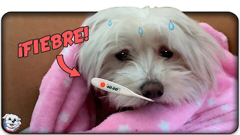 MY DOG GETS VERY SICK !! He has 40º of FEVER!🤒🐶