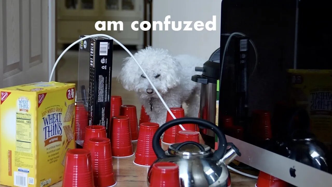 My Dog Reacts to the Obstacle Challenge!