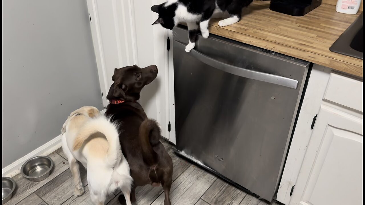 Puppies & Kitty All Maniacs 🤣