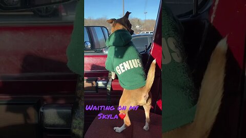 Waiting on Skyla ❤️ #cutepets #shorts #funnyanimals #leo #genius