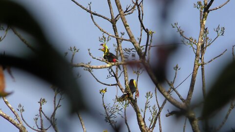 Belize Birds and Wildlife,Scarlet Macaw,Howler monkeys, Toucans................4K