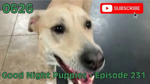 [0626] GOOD NIGHT PUPPIES - EPISODE 231 [#dogs #doggos #doggies #puppies #dogdaycare]