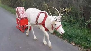 Un renne blanc apporte les cadeaux de Noël en Allemagne