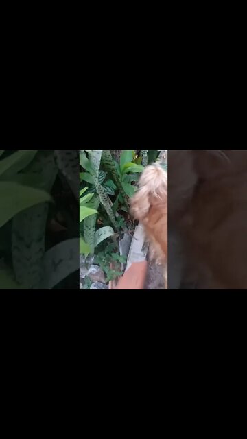 #dogshow , #animals , #dogs , #shorts