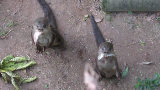 Greedy otters humorously demand more fish